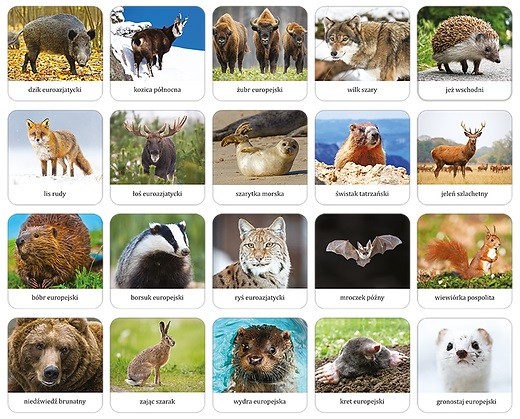 Gra Ssaki Polski - Memory Mini